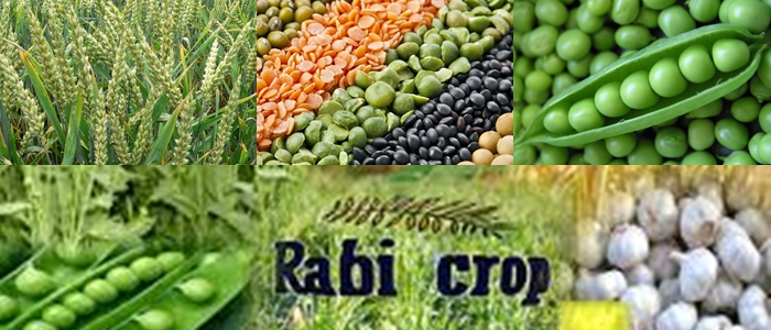Difference Between Kharif and Rabi Crops
