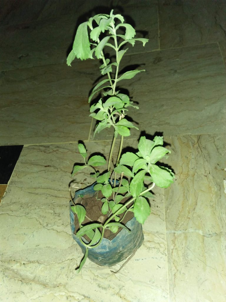 Stevia Plants for sale in Karachi Online Gardening Shop