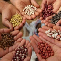 Kharif pulses