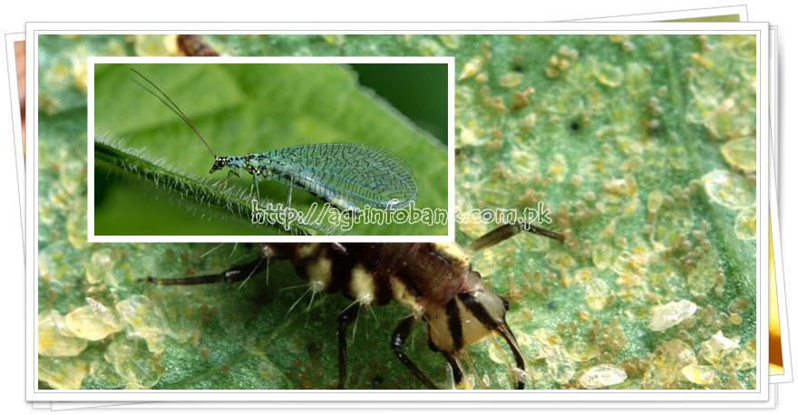 Green Lace Wing (Chrysoperla carnea) ; A Biological Control Agent -  Agriculture Information Bank