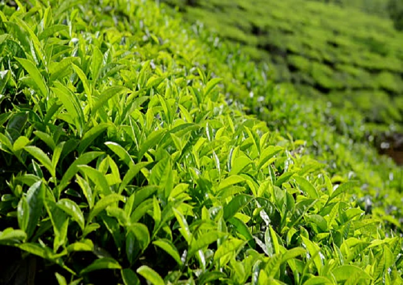 tea cultivation in Pakistan