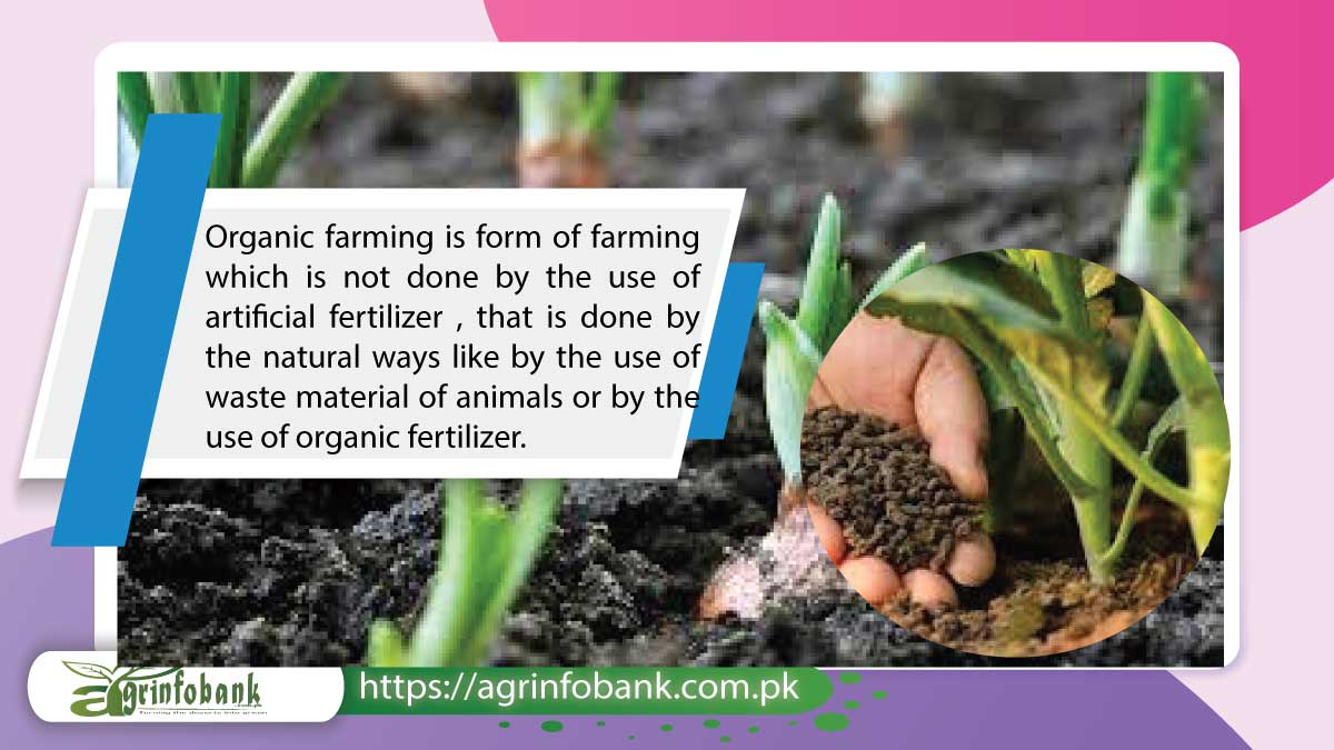 essay on importance of organic fertilizers in agriculture