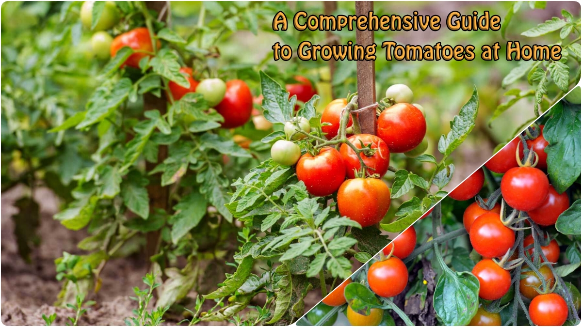 A Comprehensive Guide to Growing Tomatoes at Home: Pest and Disease  Management with Neemanic Organic Pesticide - Agriculture Information Bank